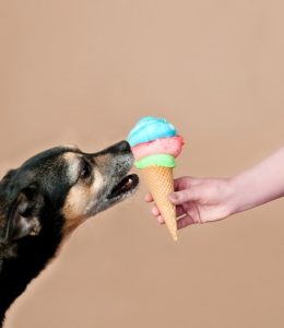 כלב וגלידה